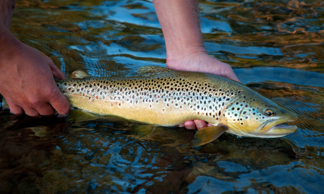 _DSC0117_10_edited1 Wild Trout Outfitters