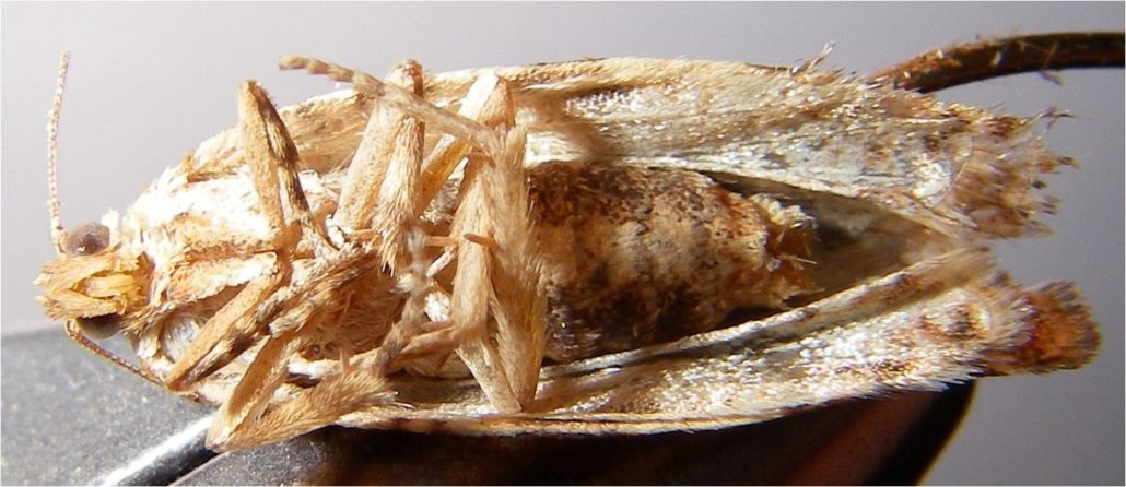 Spruce Moth Underbelly