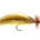 Bighorn Streamer
