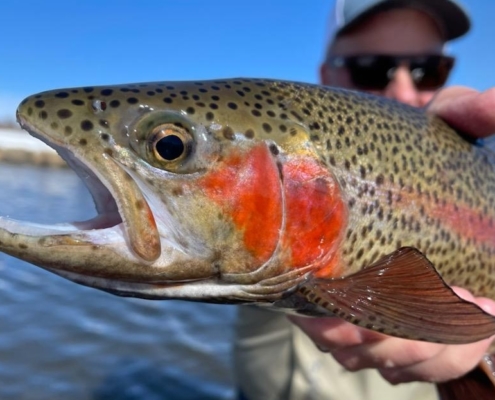 Winter Rainbow Trout In Montana