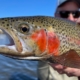 Winter Rainbow Trout In Montana